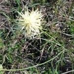 Centaurea dichroantha 花