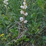 Pyrola rotundifolia Λουλούδι