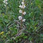 Pyrola rotundifolia Çiçek