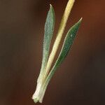 Stenotus acaulis Corteza