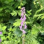 Aconitum septentrionale Кветка