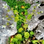 Saxifraga rotundifolia 整株植物