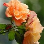 Rosa foetida Kvet