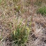 Plantago maritima Habit