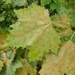 Platanus occidentalis Blad