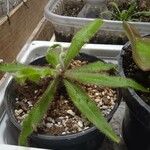 Drosera adelae Hoja