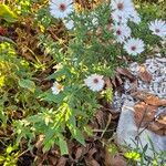 Symphyotrichum lanceolatum Altul/Alta