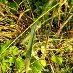 Elymus canadensis Hoja