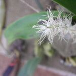 Bulbophyllum cocoinum Kvet