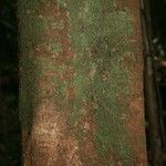 Protium aracouchini Кора