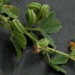 Medicago rugosa Fruit