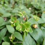 Euphorbia dulcis Цвят