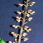 Scutellaria glabra