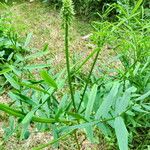 Galega officinalis Blad