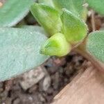 Portulaca oleracea ഫലം