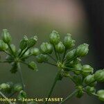 Conium maculatum Fruit
