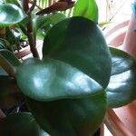 Peperomia magnoliifolia Leht