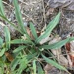 Pilosella piloselloides Leaf