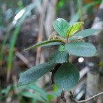 Coronanthera pulchra