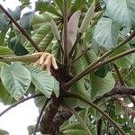 Cecropia peltata পাতা