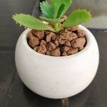 Kalanchoe daigremontiana Blatt