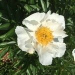 Paeonia lactifloraКветка