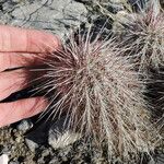 Echinocereus viridiflorus ശീലം