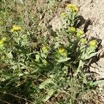 Inula helenioides Hábito
