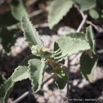 Hibiscus denudatus Лист