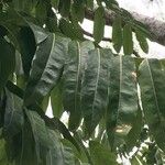 Castanospermum australe Blatt