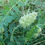 Astragalus cicer Gyümölcs