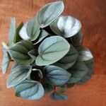 Peperomia albovittata Ліст