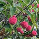 Cornus kousaফল