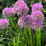 Allium senescens Flors