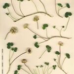 Trifolium occidentale Altul/Alta