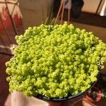 Sedum japonicum Lapas