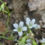 Saxifraga fragilis ফুল