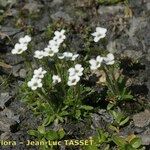 Saxifraga androsacea Habitus