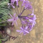 Tulbaghia violacea Kvet