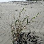 Phragmites karka Habit