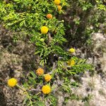 Acacia tortuosa Cvet