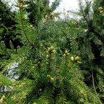 Picea abies Celota