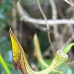 Aristolochia sempervirens Flor