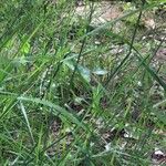 Brachypodium retusum Blad