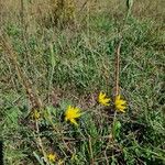 Tragopogon orientalis Habitus