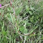 Persicaria minor Habitatea