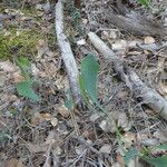 Bupleurum rigidum Leaf