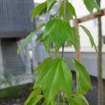 Acer buergerianum Leaf