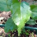 Aristotelia chilensis Blad