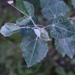 Populus alba葉